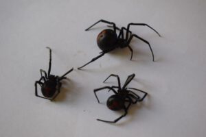 Picaduras de viudas negras en Oruro