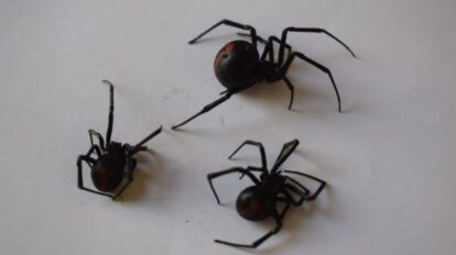 Picaduras de viudas negras en Oruro