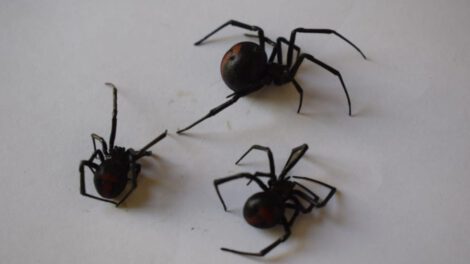 Picaduras de viudas negras en Oruro