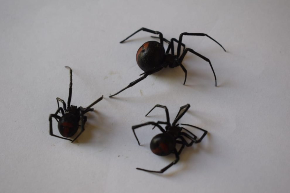 Picaduras de viudas negras en Oruro