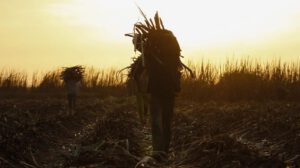 Cambio climático y agricultura en países en desarrollo