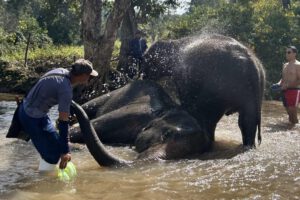 Elefante mata a turista en Tailandia