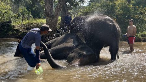 Elefante mata a turista en Tailandia