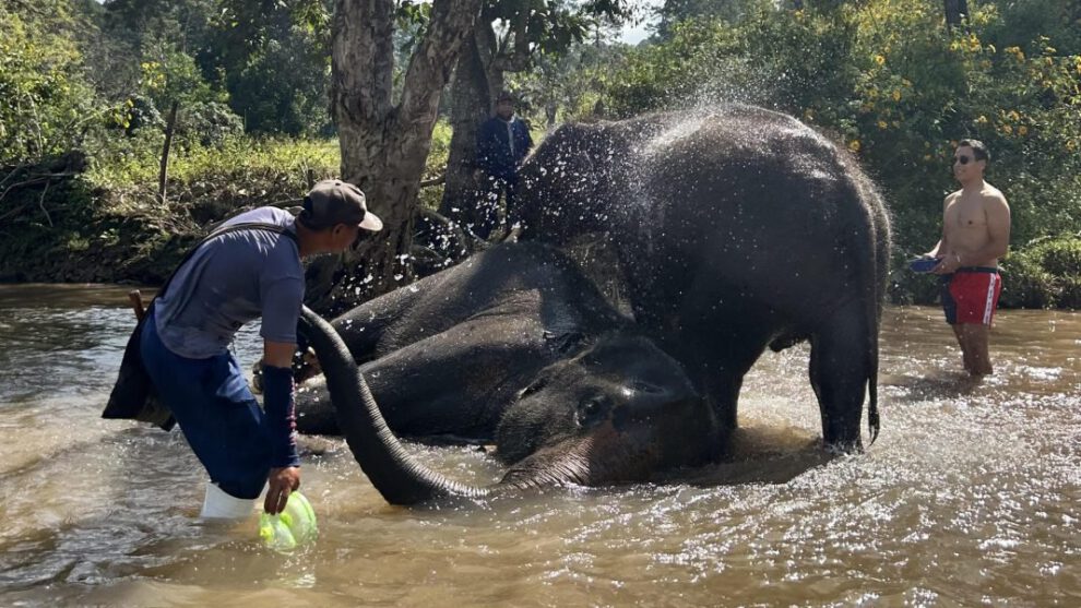 Elefante mata a turista en Tailandia