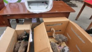 Tráfico ilegal de aves silvestres en La Paz