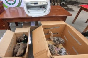 Tráfico ilegal de aves silvestres en La Paz