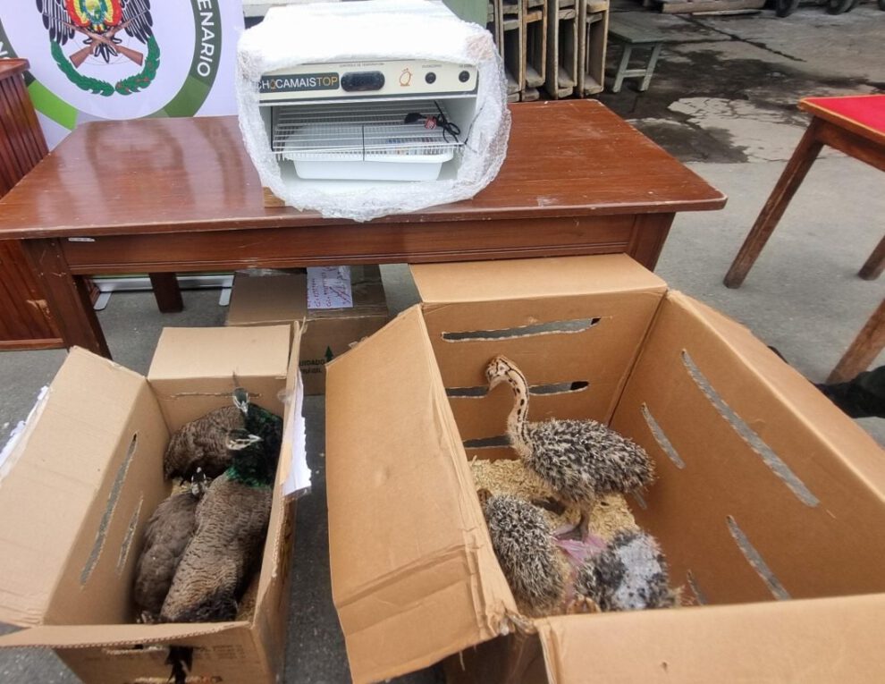 Tráfico ilegal de aves silvestres en La Paz