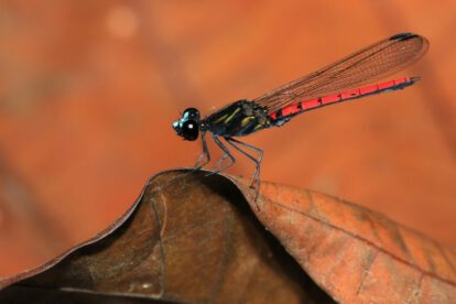 animales de agua dulce en peligro de extinción