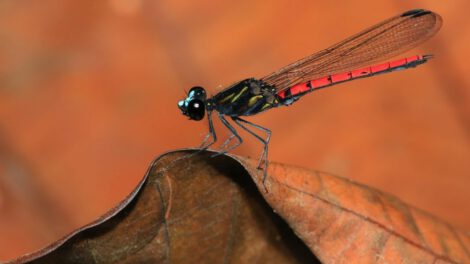 animales de agua dulce en peligro de extinción