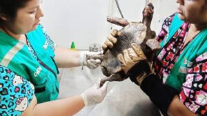 Tortuga atacada en año nuevo en el Centro de Atención y Derivación de Fauna Silvestre
