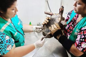 Tortuga atacada en año nuevo en el Centro de Atención y Derivación de Fauna Silvestre