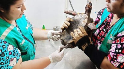 Tortuga atacada en año nuevo en el Centro de Atención y Derivación de Fauna Silvestre