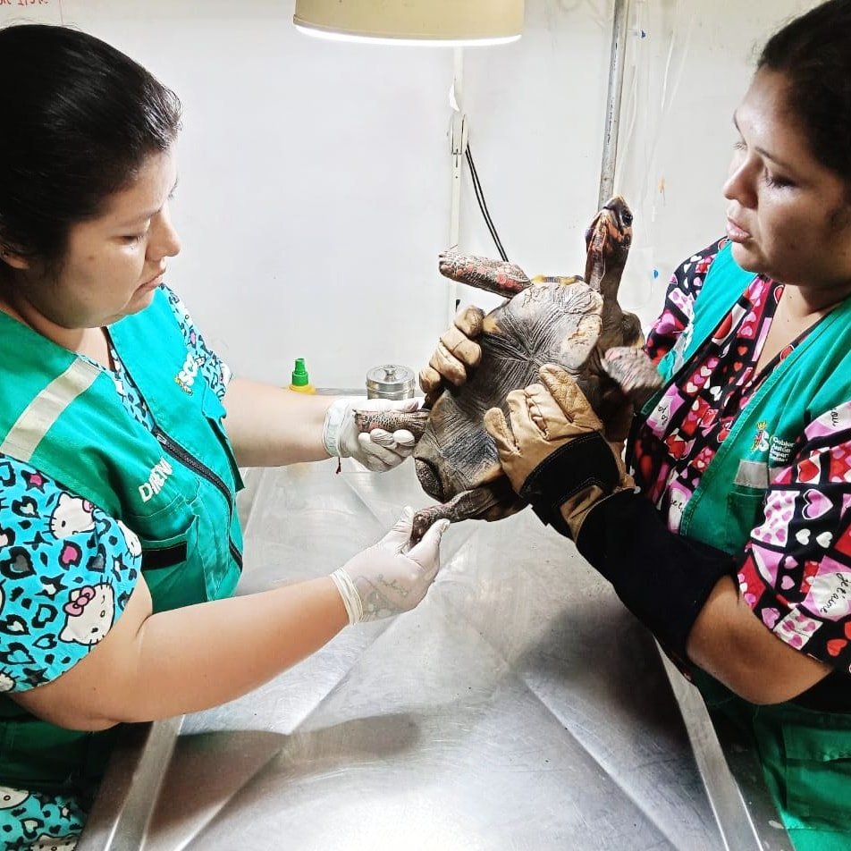 Tortuga atacada en año nuevo en el Centro de Atención y Derivación de Fauna Silvestre