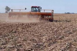 Siembra de maíz en Santa Cruz