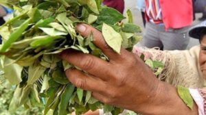 Planta de industrialización de coca en Coripata