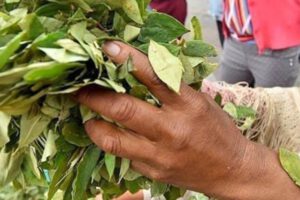Planta de industrialización de coca en Coripata