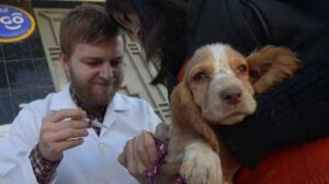 Un funcionario del Sedes vacuna a un cachorro contra la rabia canina