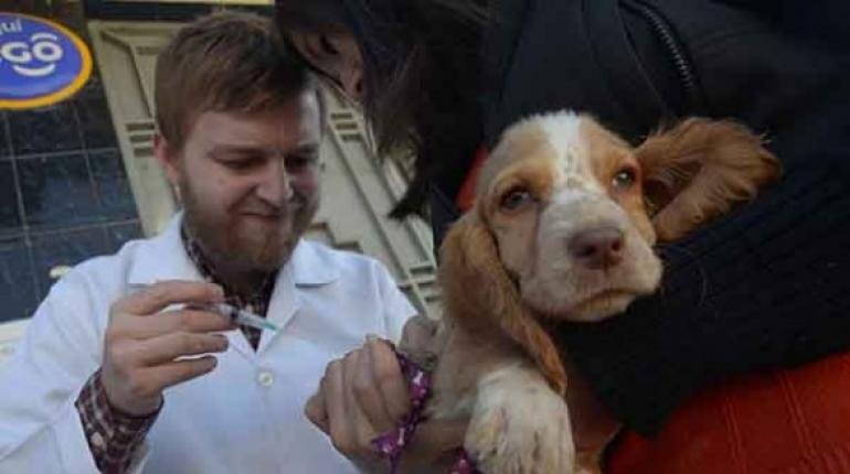 Un funcionario del Sedes vacuna a un cachorro contra la rabia canina