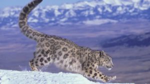 leopardo de las nieves y su historia evolutiva