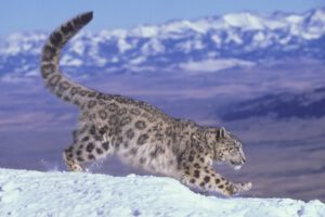 leopardo de las nieves y su historia evolutiva