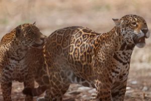 Caza ilegal de jaguares en Bolivia y Argentina