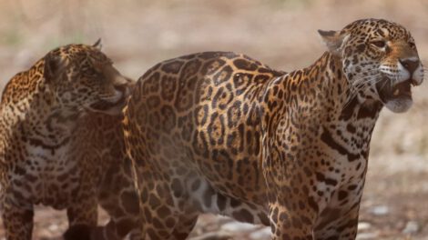 Caza ilegal de jaguares en Bolivia y Argentina