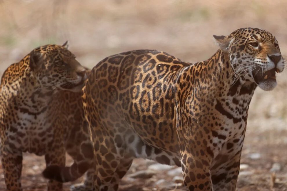 Caza ilegal de jaguares en Bolivia y Argentina