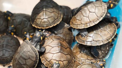 Rescatan tortugas taricayas de venta ilegal en Lima