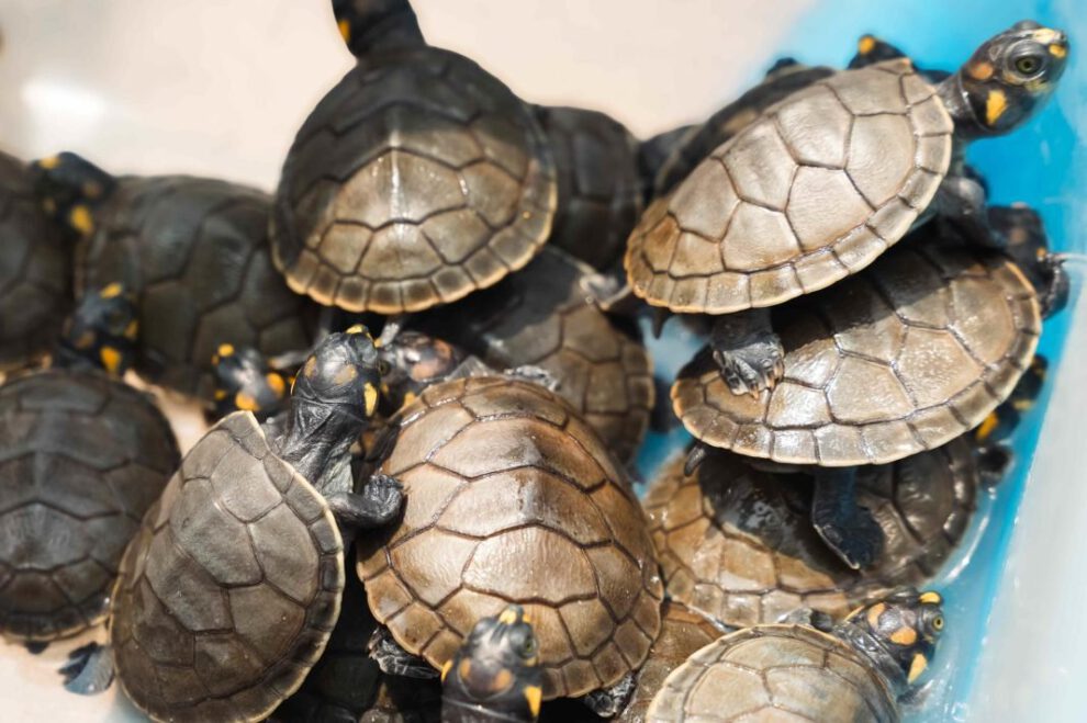 Rescatan tortugas taricayas de venta ilegal en Lima