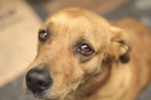 Maltrato animal en Quiaconi Rancho