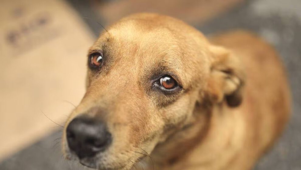 Maltrato animal en Quiaconi Rancho