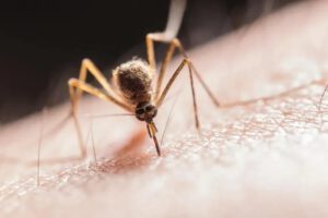 leishmaniasis en un niño