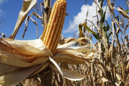 Escasez de diésel afecta a productores de maíz en el Chaco cruceño