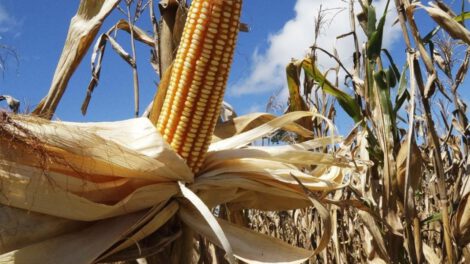 Escasez de diésel afecta a productores de maíz en el Chaco cruceño