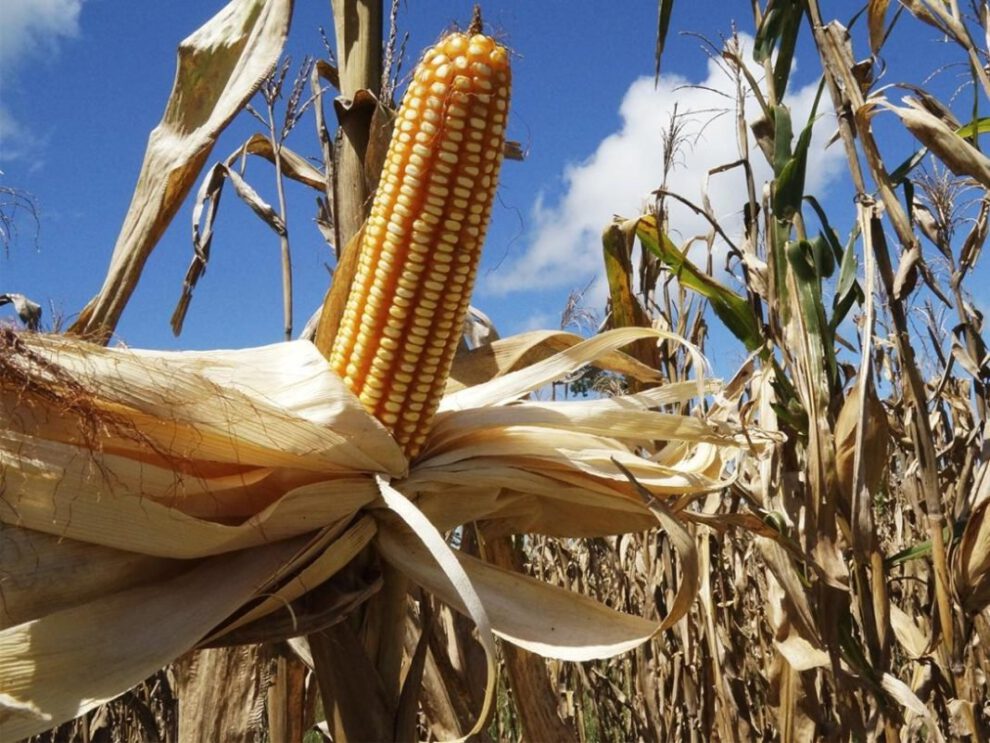 Escasez de diésel afecta a productores de maíz en el Chaco cruceño