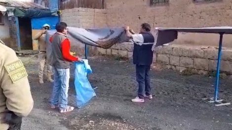 Enjambre de abejas en sombrilla de un puesto de venta en Oruro