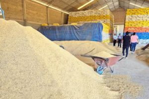 Precios del arroz en reunión del Gobierno y arroceros