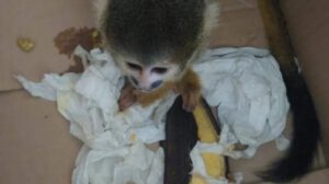 Captura de sujeto por venta ilegal de animales silvestres en Cochabamba