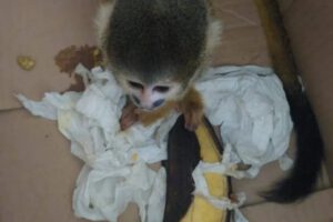 Captura de sujeto por venta ilegal de animales silvestres en Cochabamba