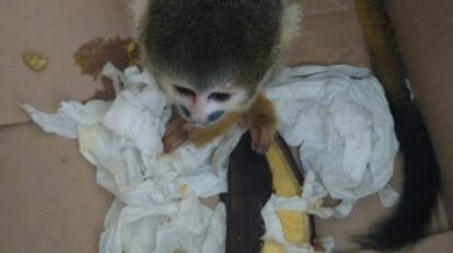 Captura de sujeto por venta ilegal de animales silvestres en Cochabamba