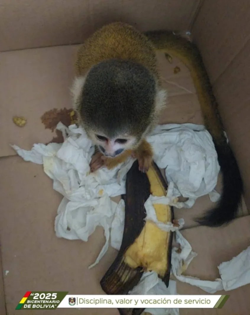 Captura de sujeto por venta ilegal de animales silvestres en Cochabamba