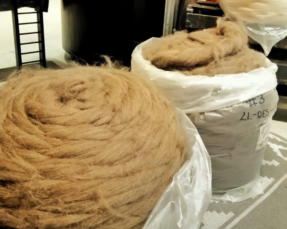 Exportación de fibra de llama a China por Yacana