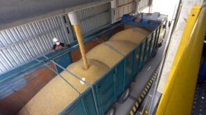 Emapa y productores en emergencia por falta de entrega de maíz