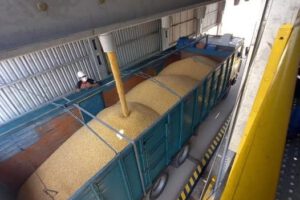 Emapa y productores en emergencia por falta de entrega de maíz