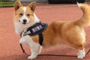Fuzai el corgi policía de China