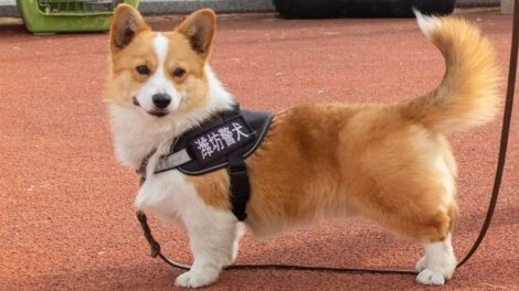 Fuzai el corgi policía de China