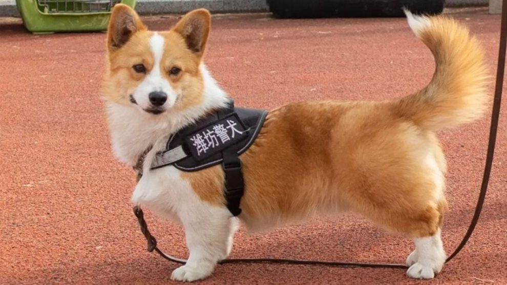 Fuzai el corgi policía de China