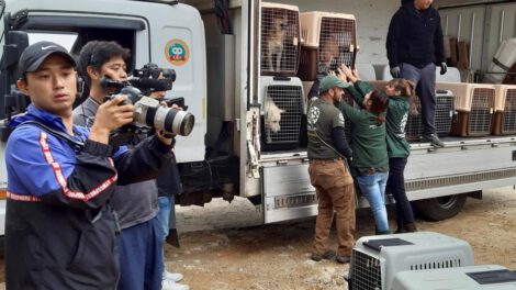 Cierre de criaderos de perros en Corea del Sur