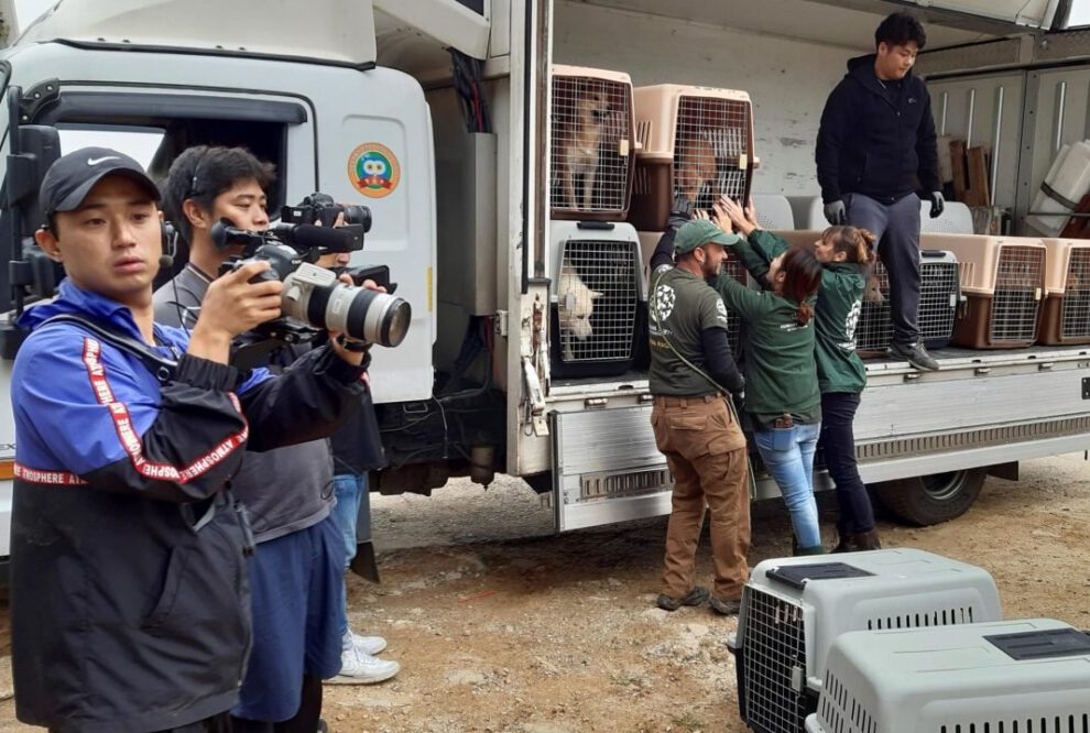 Cierre de criaderos de perros en Corea del Sur