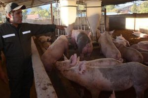 Producción de maíz en la crisis de la producción porcina